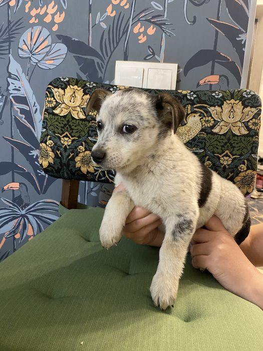 Щенки девочки помесь