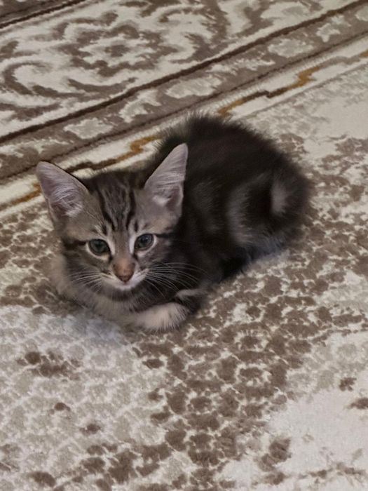 Отдам котёнка в добрые руки