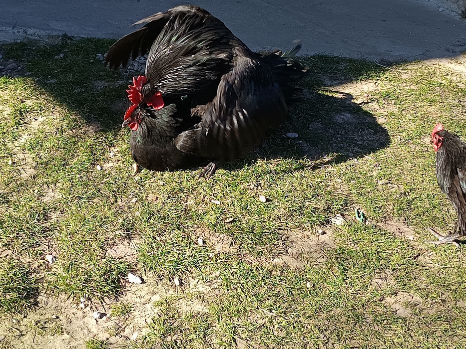 Ouă de australorp negru