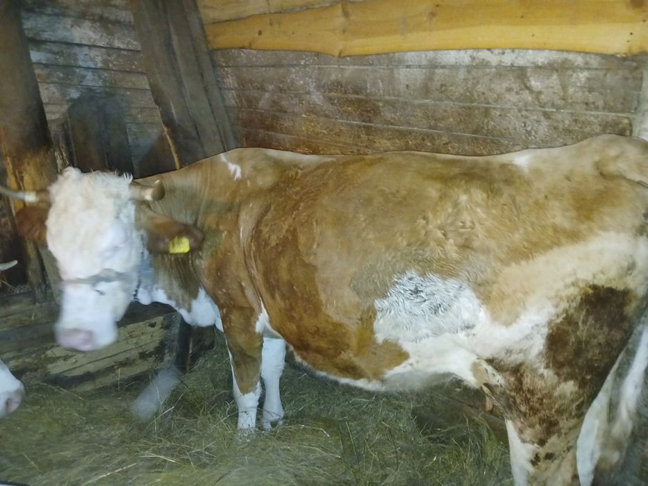 Vând vaca   de 5 ani,afăta de 7 luni