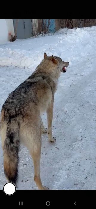 Продам Чучело волка за 250000