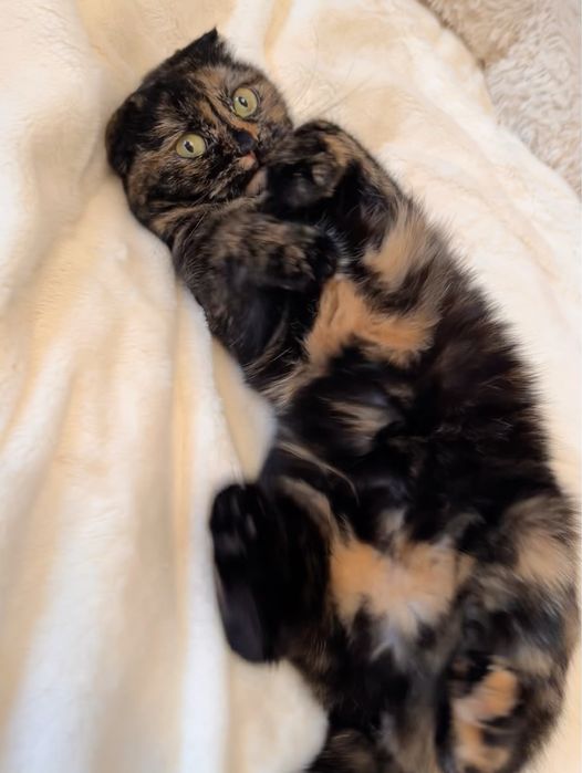 шотландская молодая кошечка в добрые руки