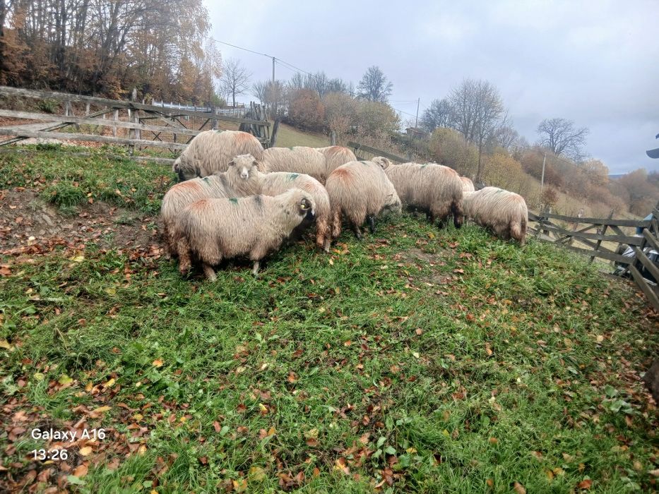 Oi fătătoare de vînzare