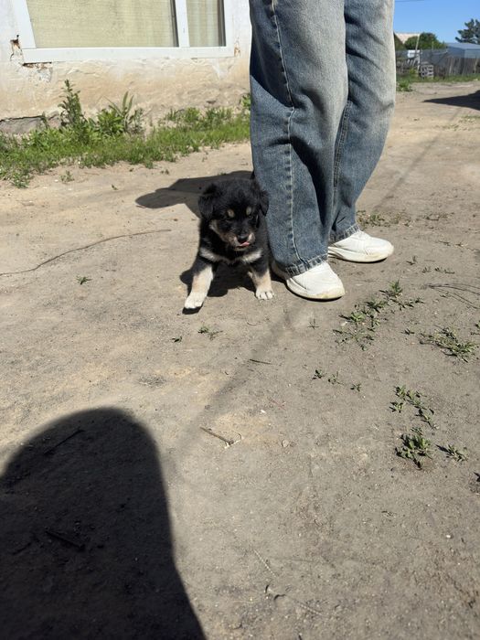 Щенок мальчик игривый