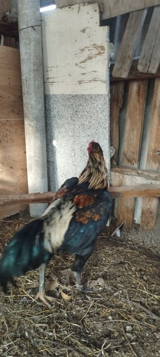 Куры дакан майски цена