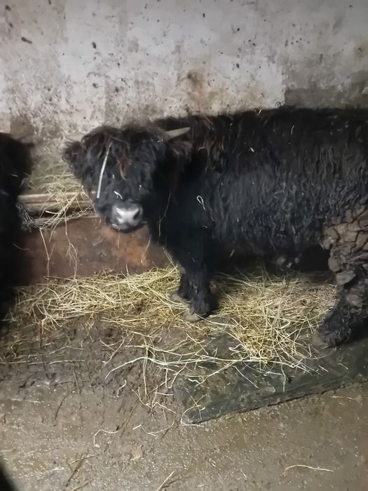 Vând doi viței highland