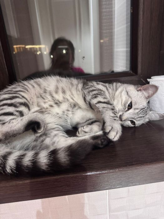 Продам кота породы Scottish Straight (скоттиш-страйт)