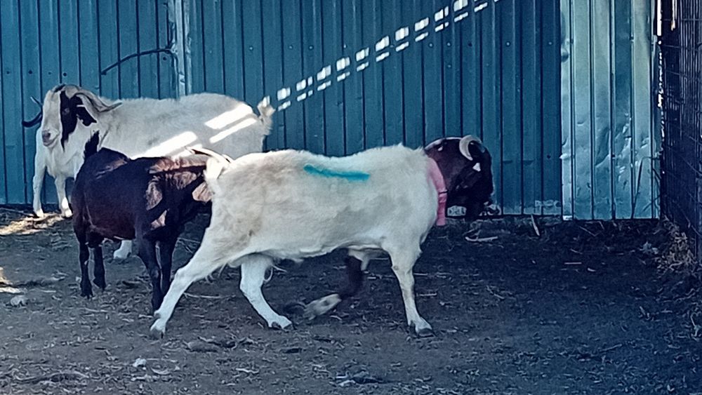 Vând TAPI BOER Boier Buren
