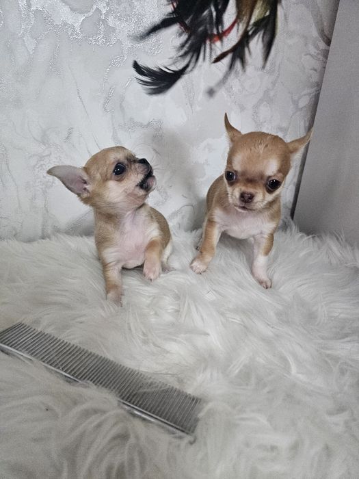 Чихуахуашки миники