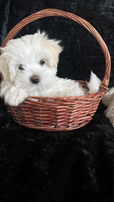Мальтеза - щенки- девочки два с половиной месяца