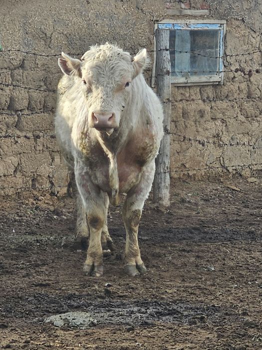 Продам быка аулеколской породы и сементал два бычка