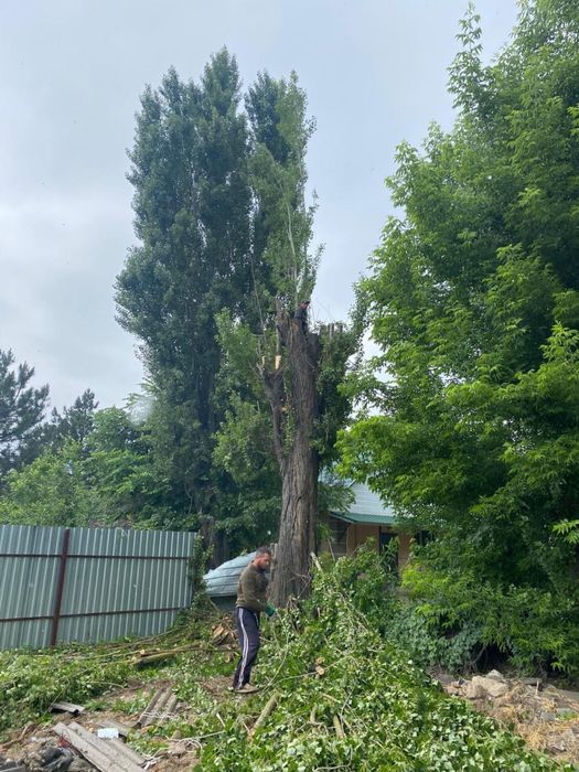 Вырубка деревьев