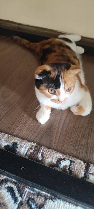 Toza uy Mushugi Sotiladi
Zoti: schotish fold high