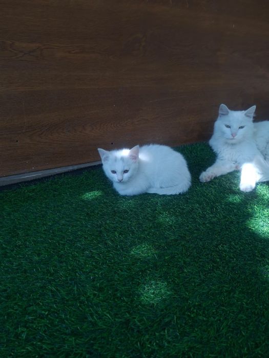 Котенок Ван 5000т