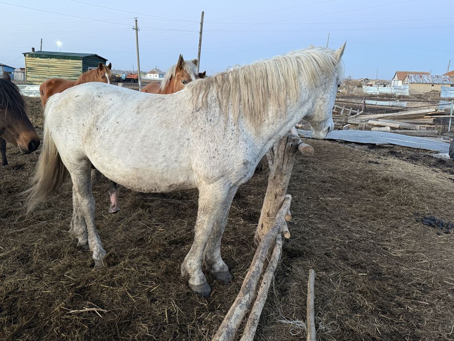 Айғыр (жеребец) 10 жасар