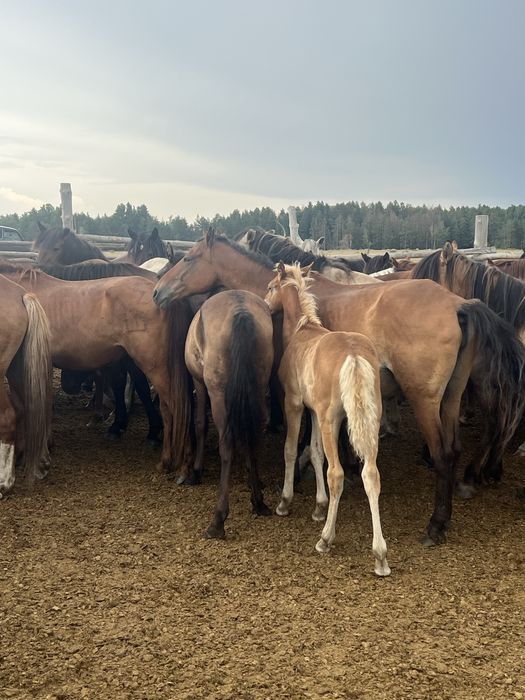 Продам лошадей срочно оптом