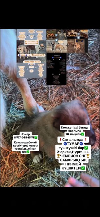 Чемпион СНГ Самұрықтың күшіктері.