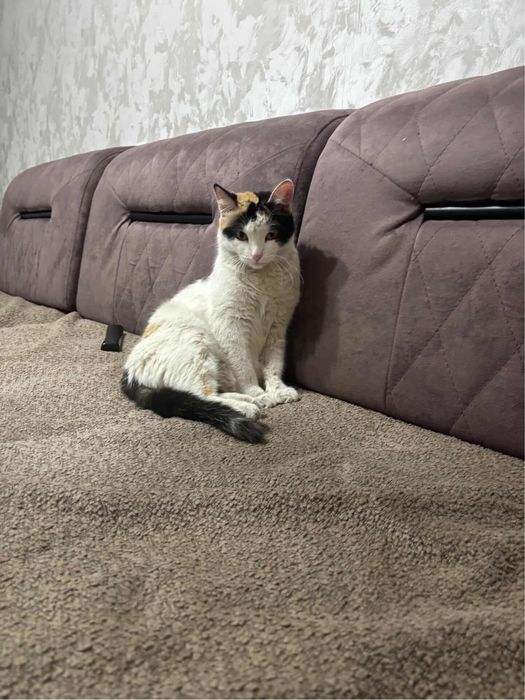 Ищем дом для кошки