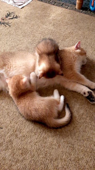 девочка золотая шиншилла bri ny11