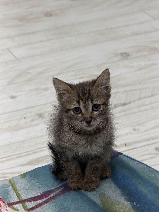 Отдам котенка в доьрые руки