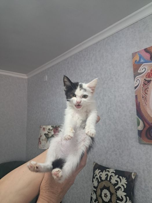 Котята в хорошие руки