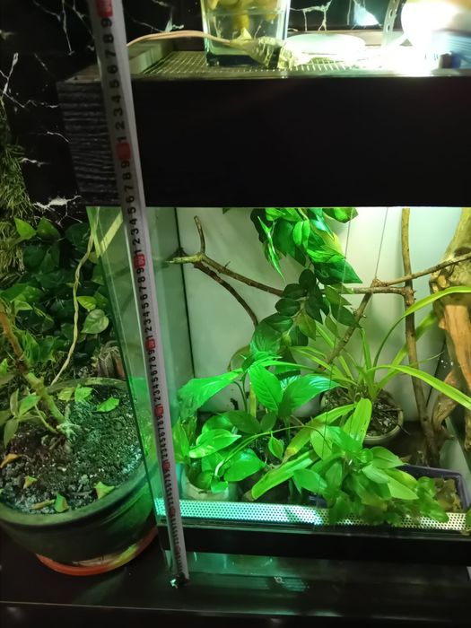 Терарюм за влечуги