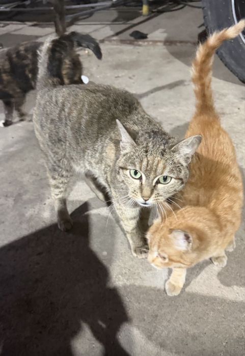 Бесплатно  Котенки   отдам