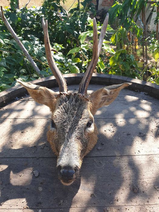 Vand trofeul cap de cerb