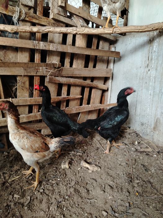 Дакан Тухум сотилади