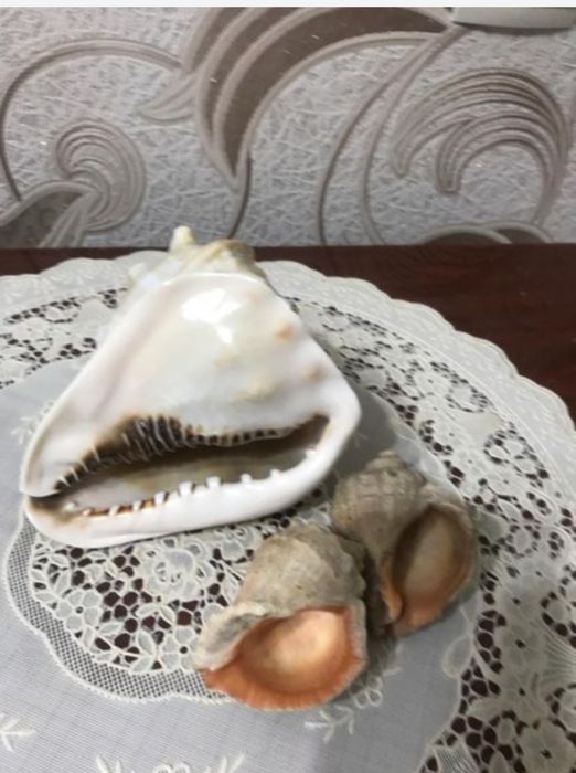 Продам  ракушки морские