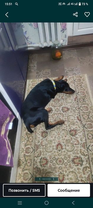 Продам добирмана чистокровного