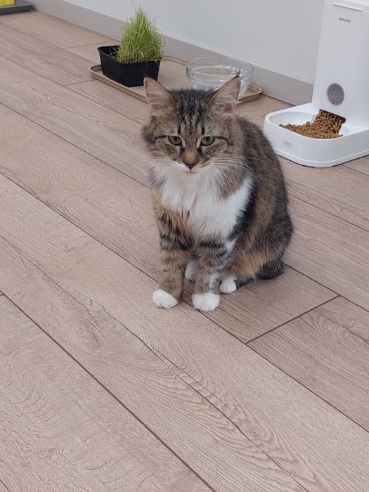 Котенок девочка Ташкент