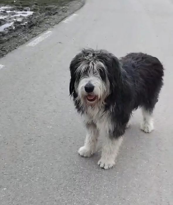 Câine pentru adopție