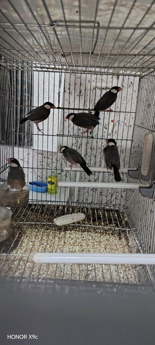 Рисовая амадина природныйлар сотилади