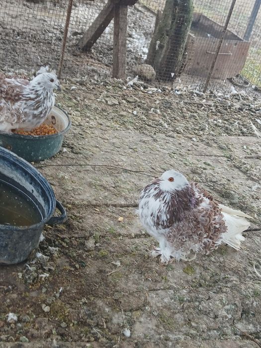 Porumbei creți și cucuruzi