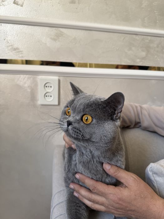 Британский мысық сатамын