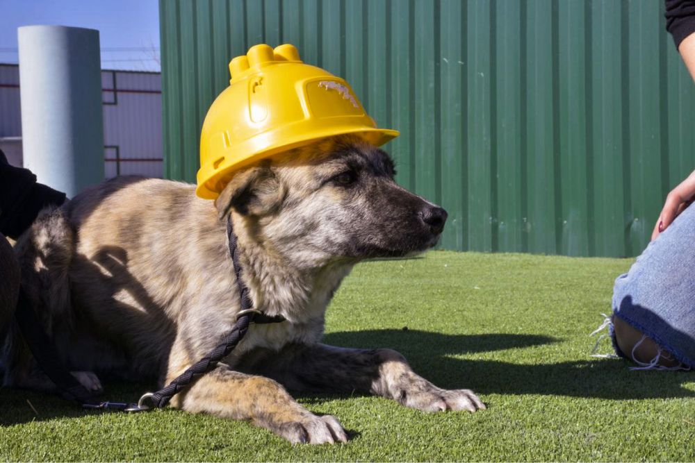 Собака (2,5 года) в добрые руки