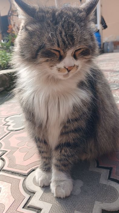 Mushuk hadiyaga Andijon