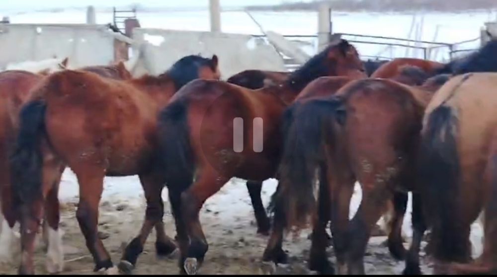 Оптом и в розницу Биелер Тайлар  на откөрме