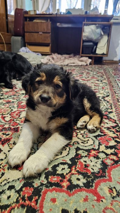 Отдам в хорошие руки щенков