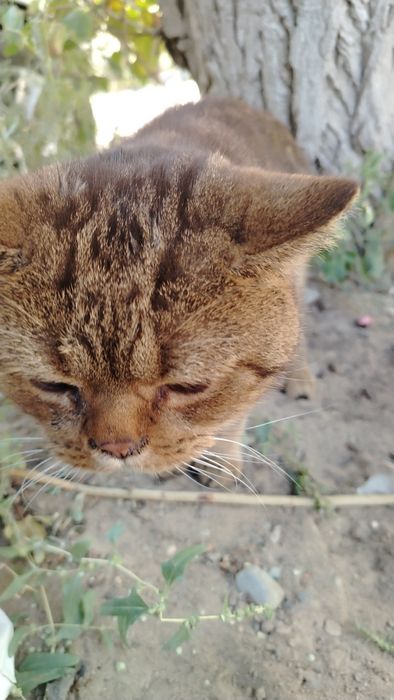 Котик в добрые руки