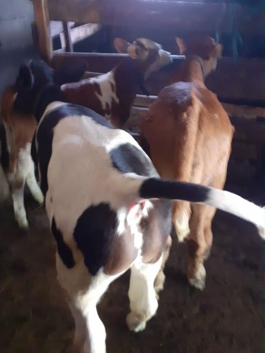 Taurasi de vanzare