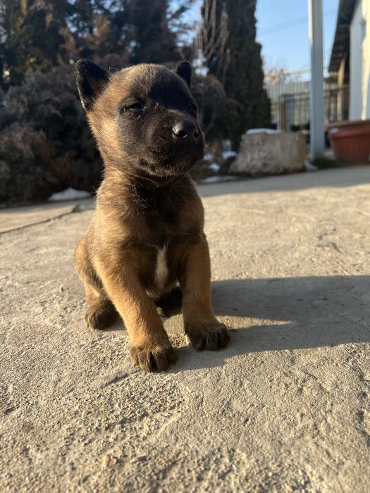 Щенки Бельгийская овчарка-Малинуа