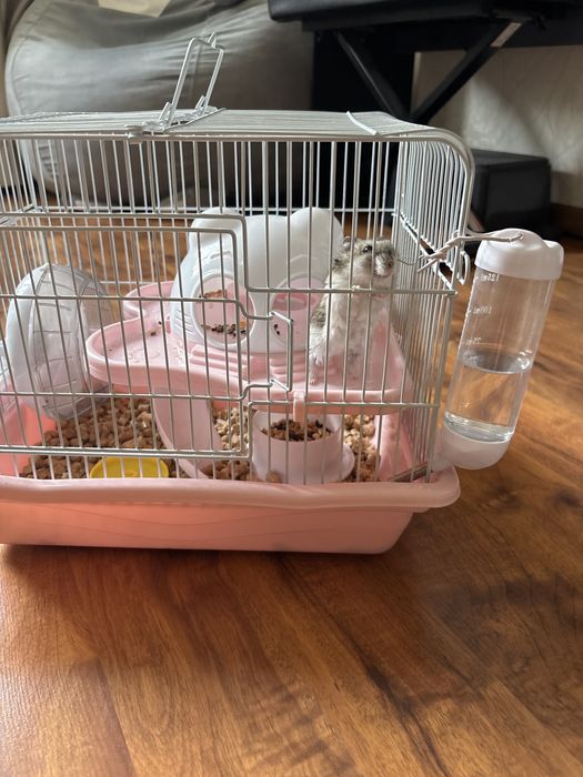 Продам хомяка с клеткой