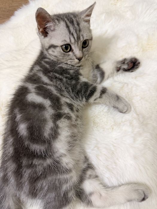 Котенок Шотландский Скоттиш страйт