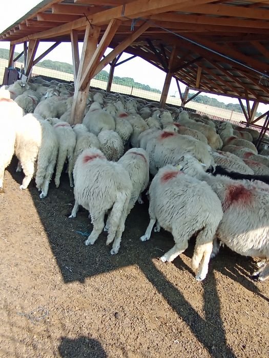 De vânzare oi băle