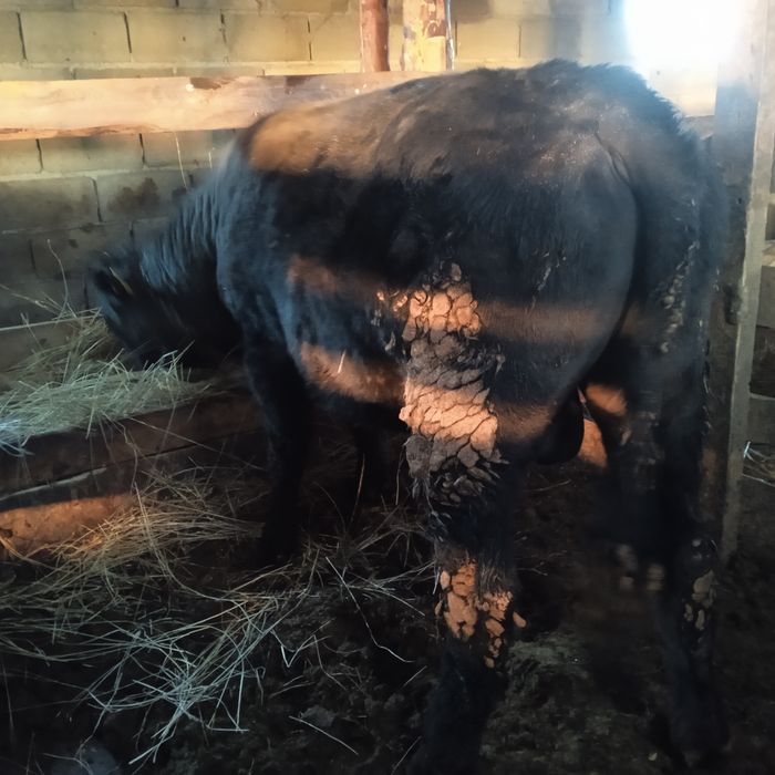 Продам бычков 9 голов