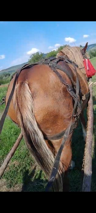 Vând iapă de 5 ani