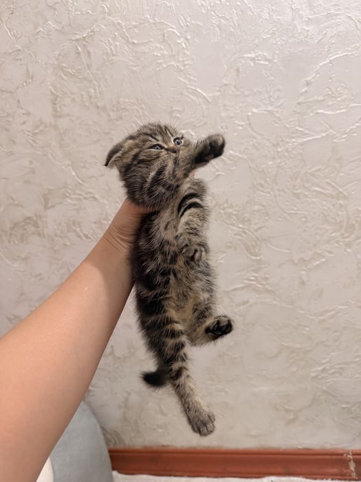 Шотладские котята