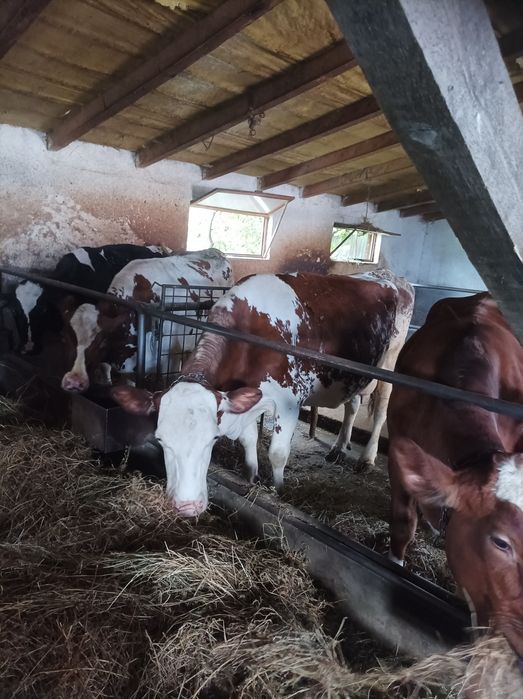 Vaci de lapte tinere